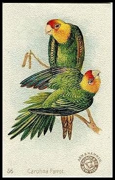 56 Carolina Parrot